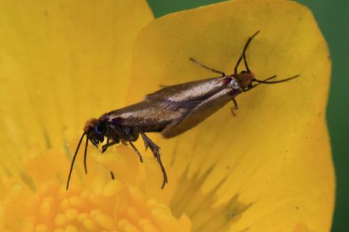 Micropterix calthella